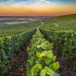 Vineyards french france northern beautiful water highlights wines