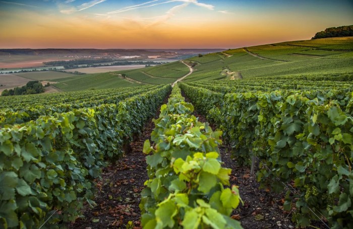 Vineyards french france northern beautiful water highlights wines